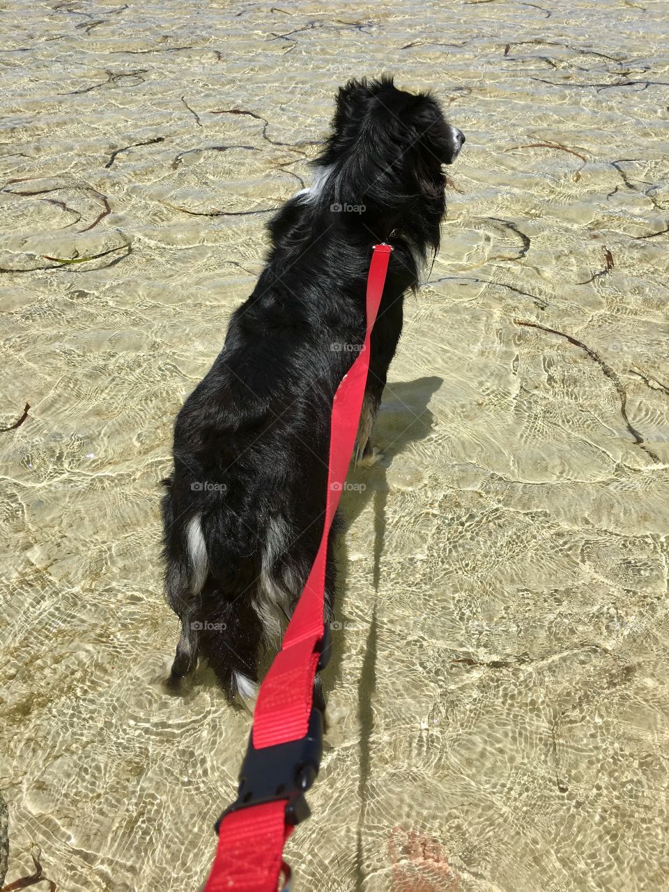 Walking the dog through low tide at ocean on red leash