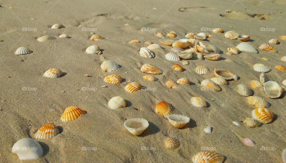 Scallop shells on sand