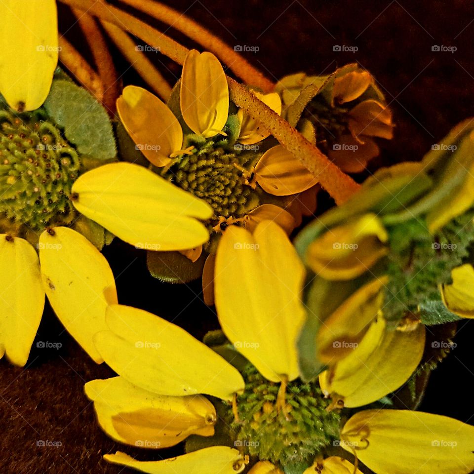 Flower, No Person, Sunflower, Nature, Flora