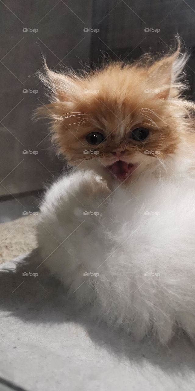 The most beautiful and gentle pet cat