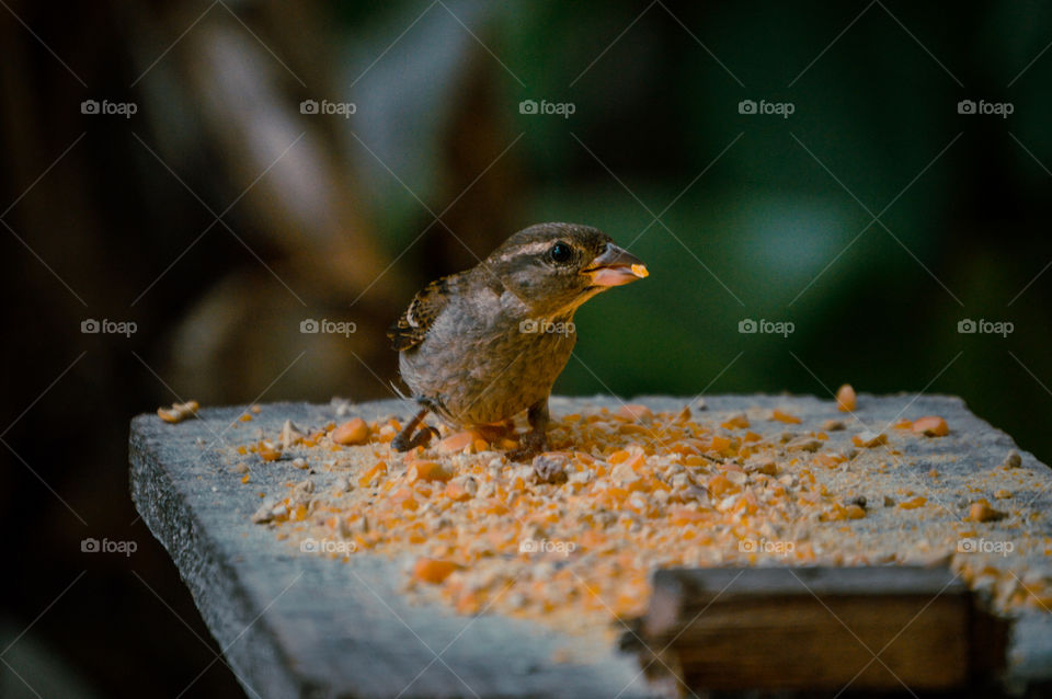 sparrow bird eating broken corn