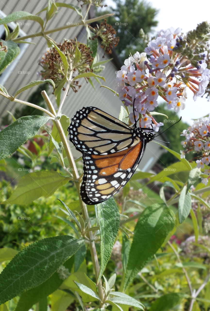 Monarch Butterfly