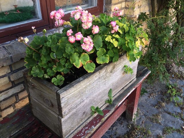 Pelargonia