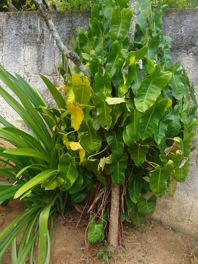 lindo