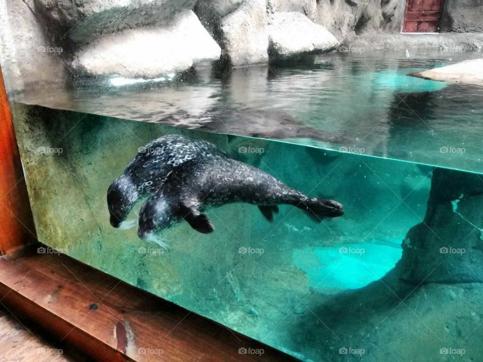 Otter - Aquarium of São Paulo
