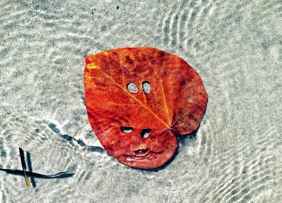 orange water leaf fall by krispett