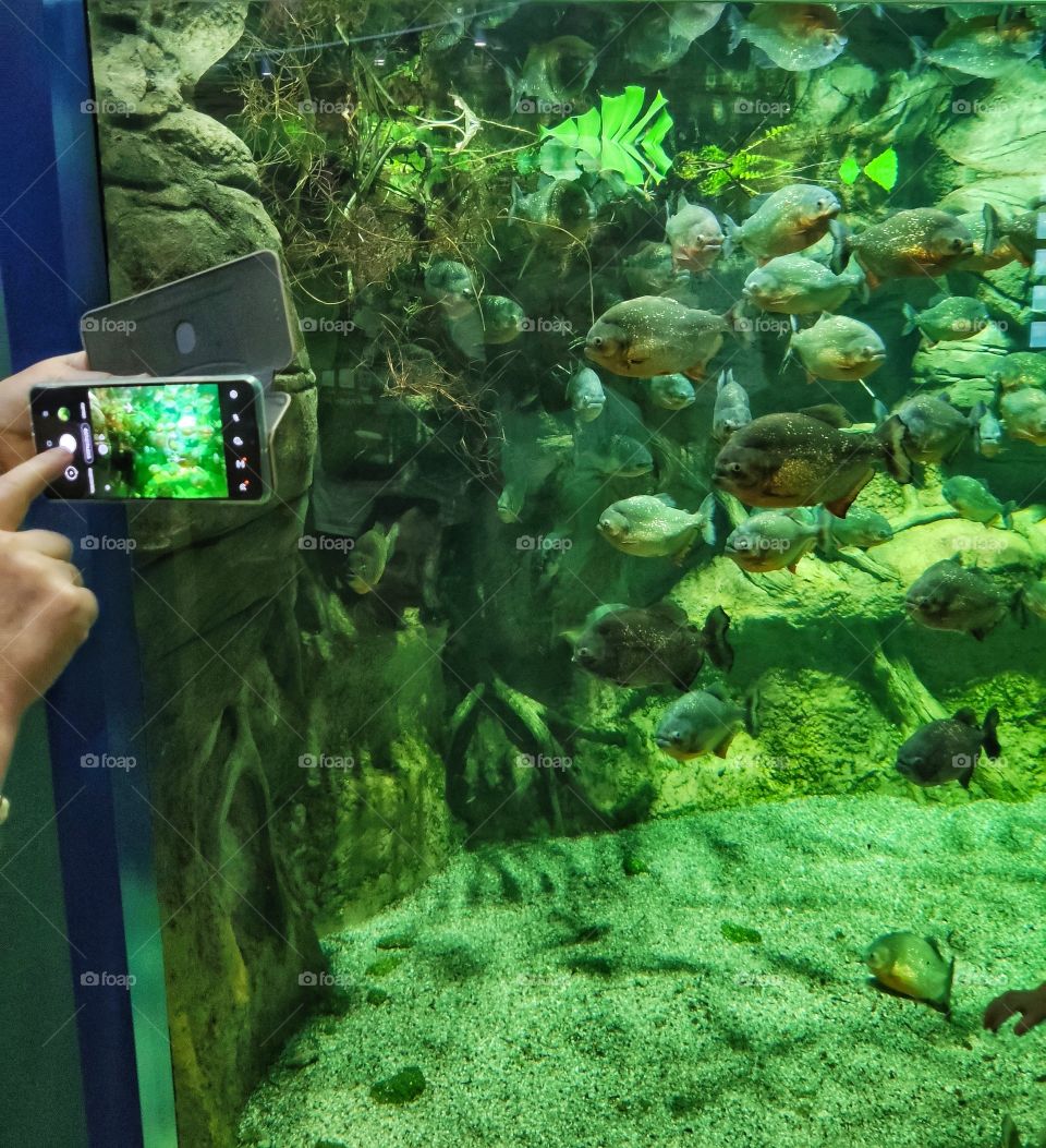 photo report from aquarium