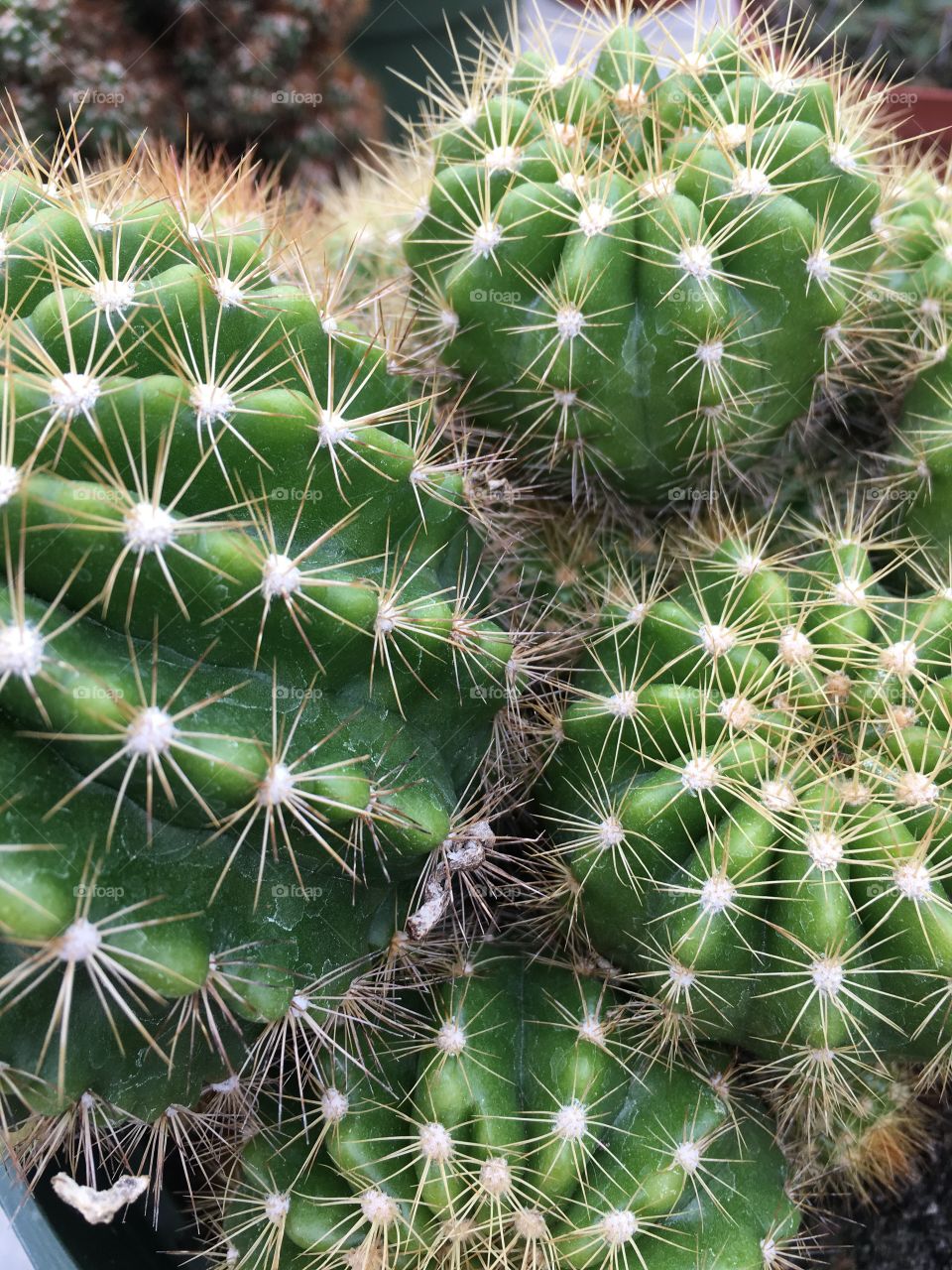 Close up of cactus with ridges dotted with groups of spikes, another cactus in background. 