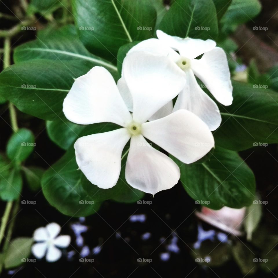 white green beauty in the world are so beautiful