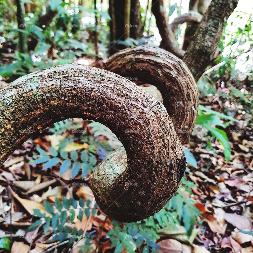 Vine plant in forest