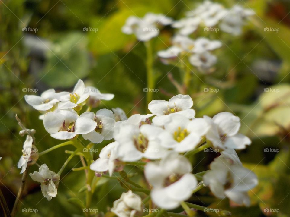 White clouds on the ground 
