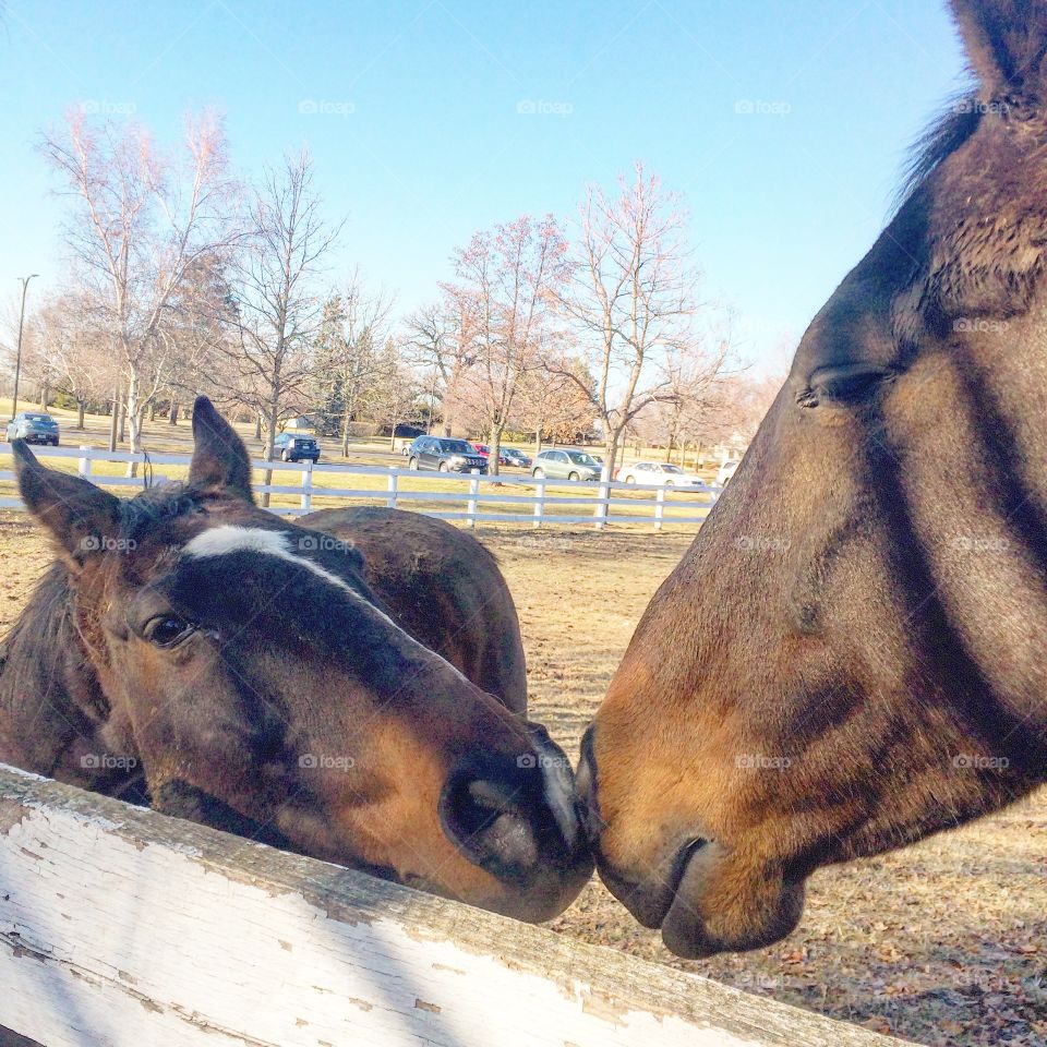 Horses out enjoying a Spring-like day in the pasture, these two are best buds! 