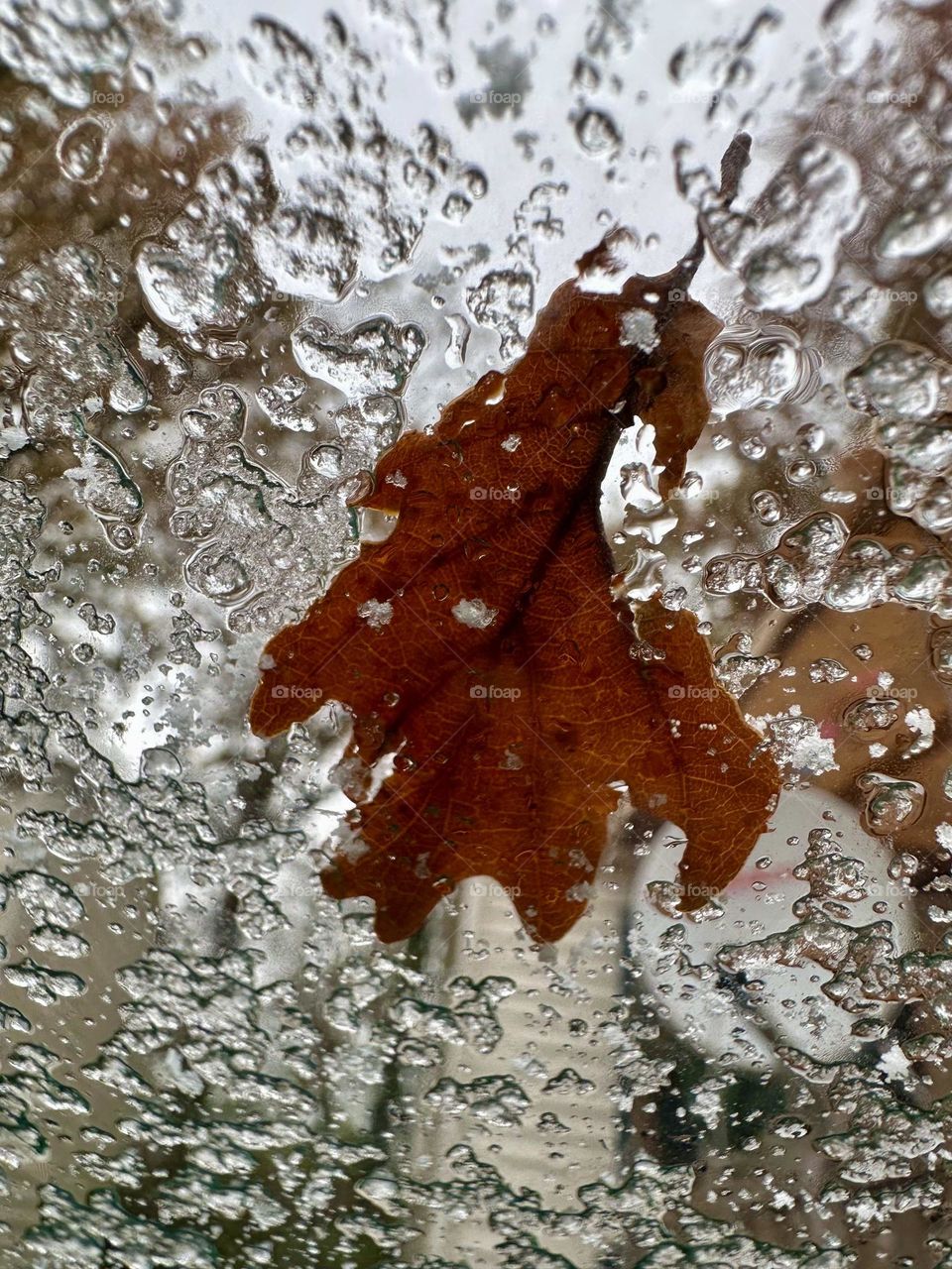 Leaf in frost