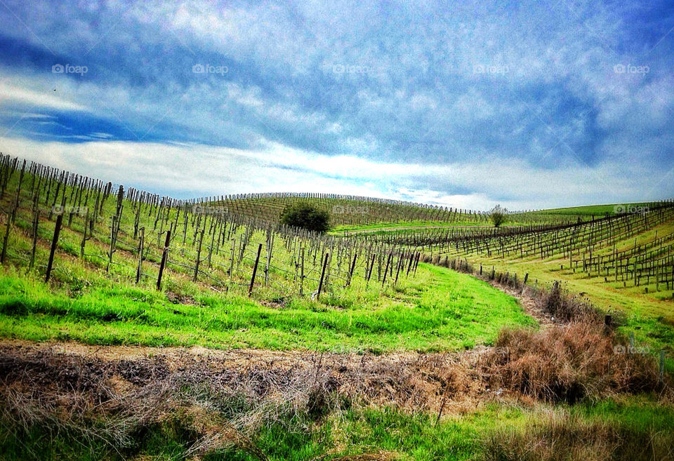 Rolling Hills of Napa
