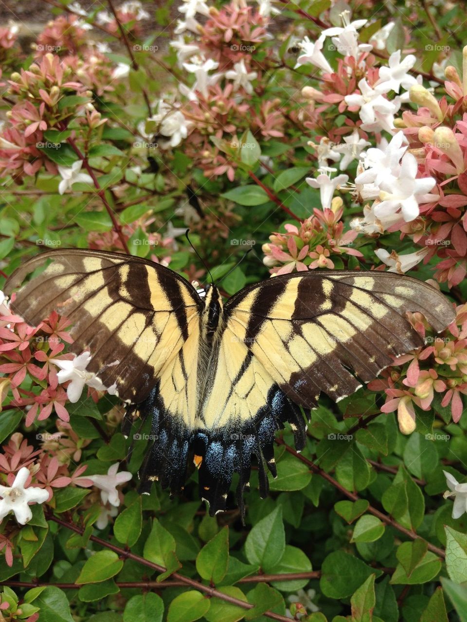 Butterfly on flower