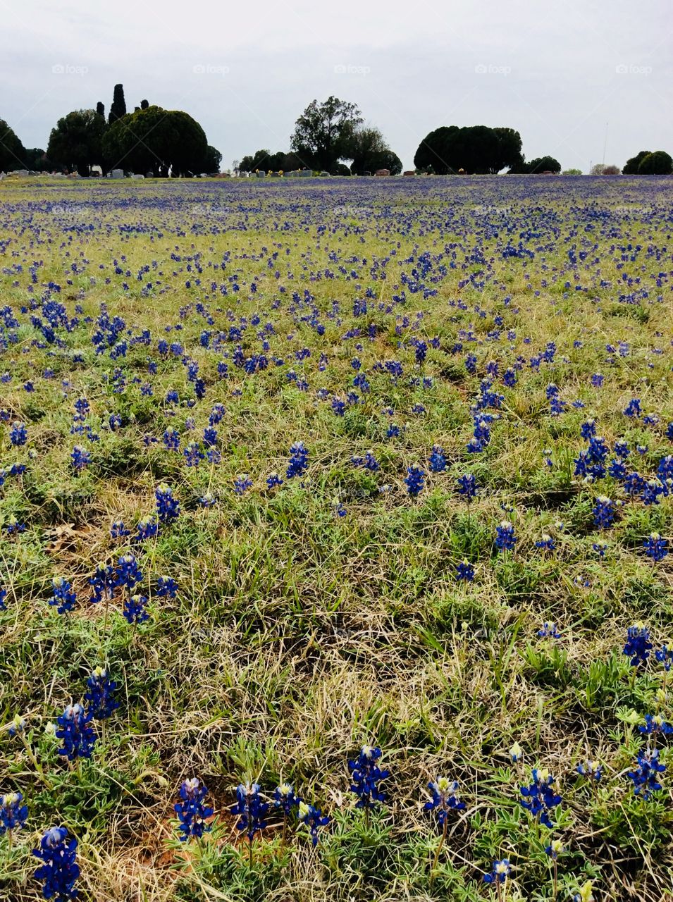 Cemetery behind a field of Texas Bluebonnets 
