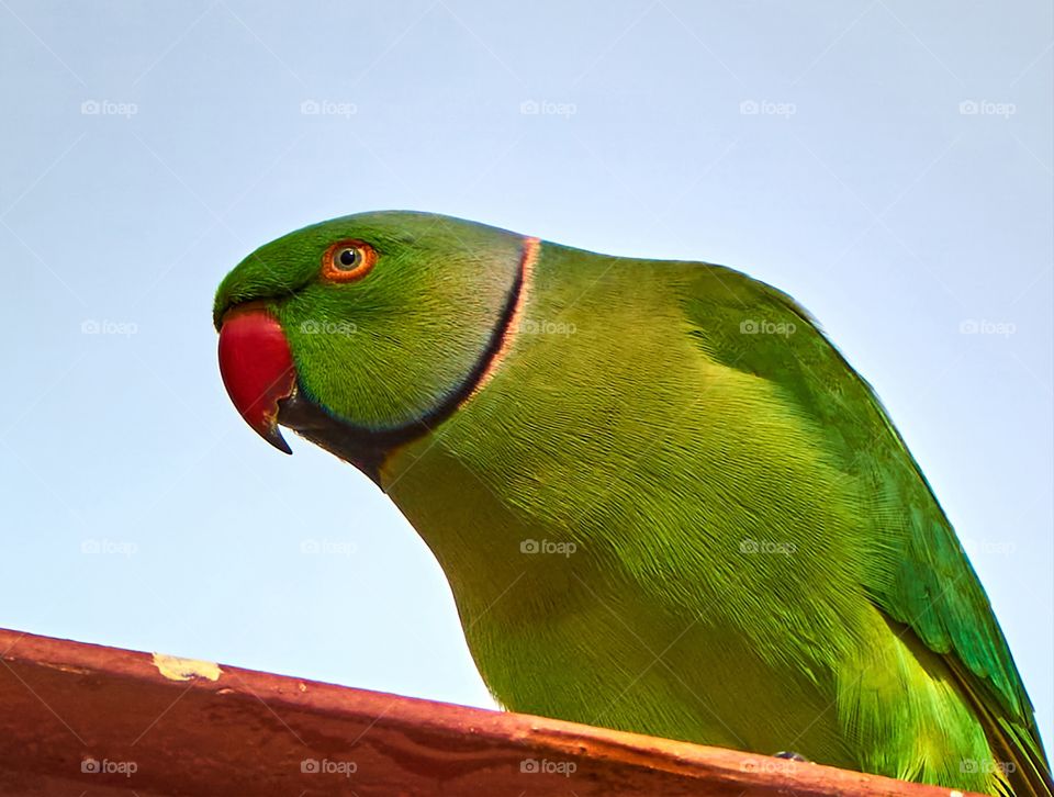 Bird photography- Indian parrot- closeup