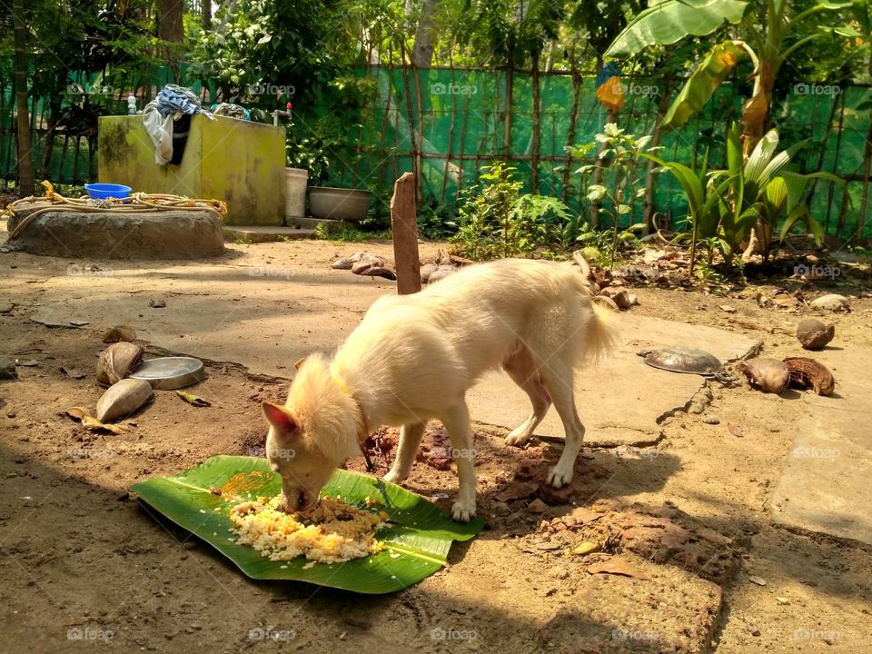 When dogs go traditional. Lunch from a Banana leaf