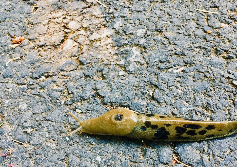 Slug on asphalt 1