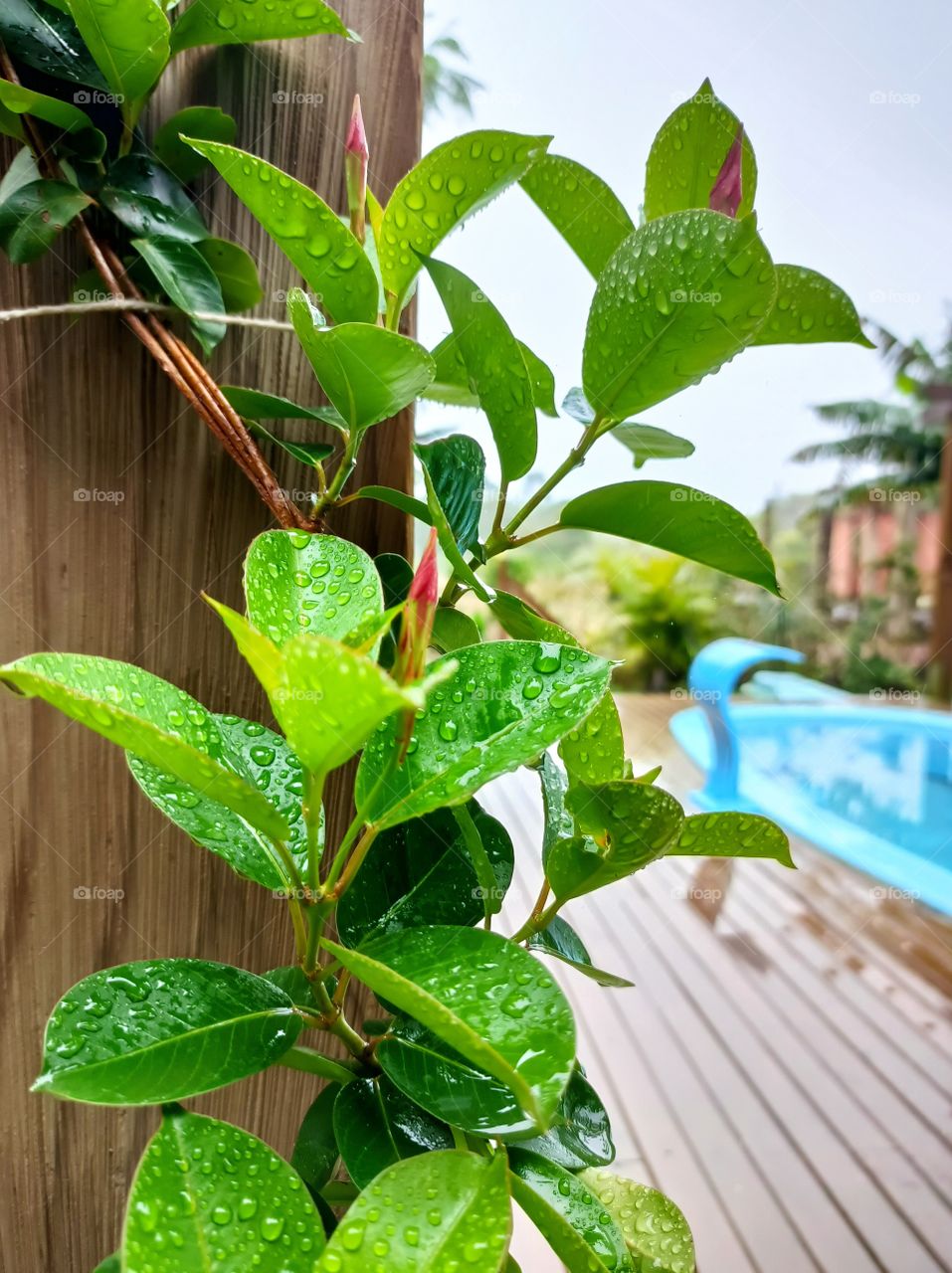 Green leaves with raindrops