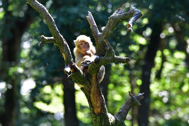 Affe im Wald frisst Möhren