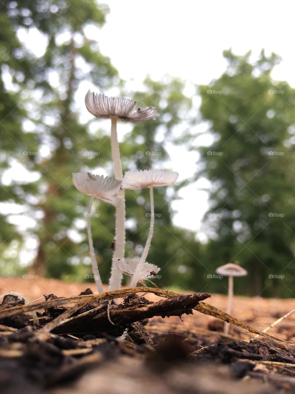Delicate mushrooms growing on the rich forest floor