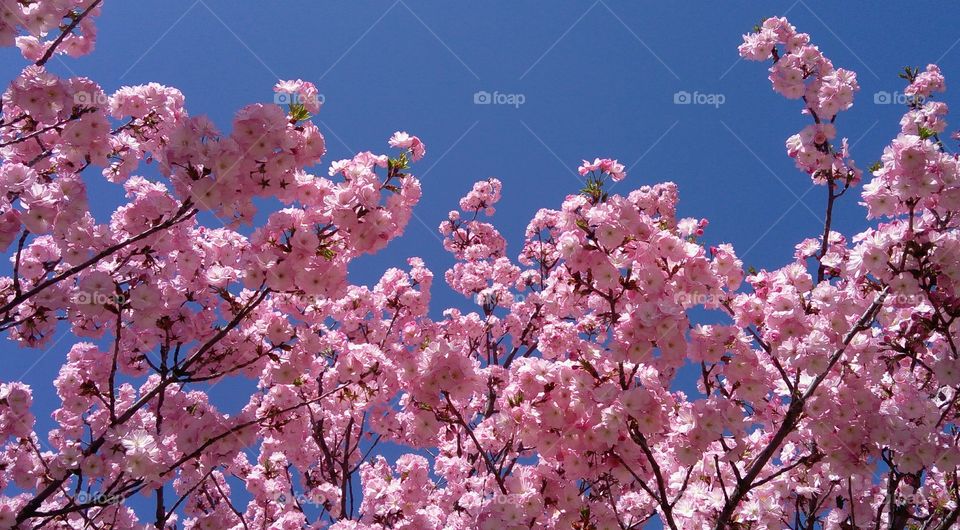 Japanese cherry blossoms