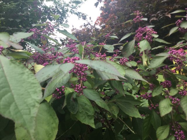 Tree with purple berries 