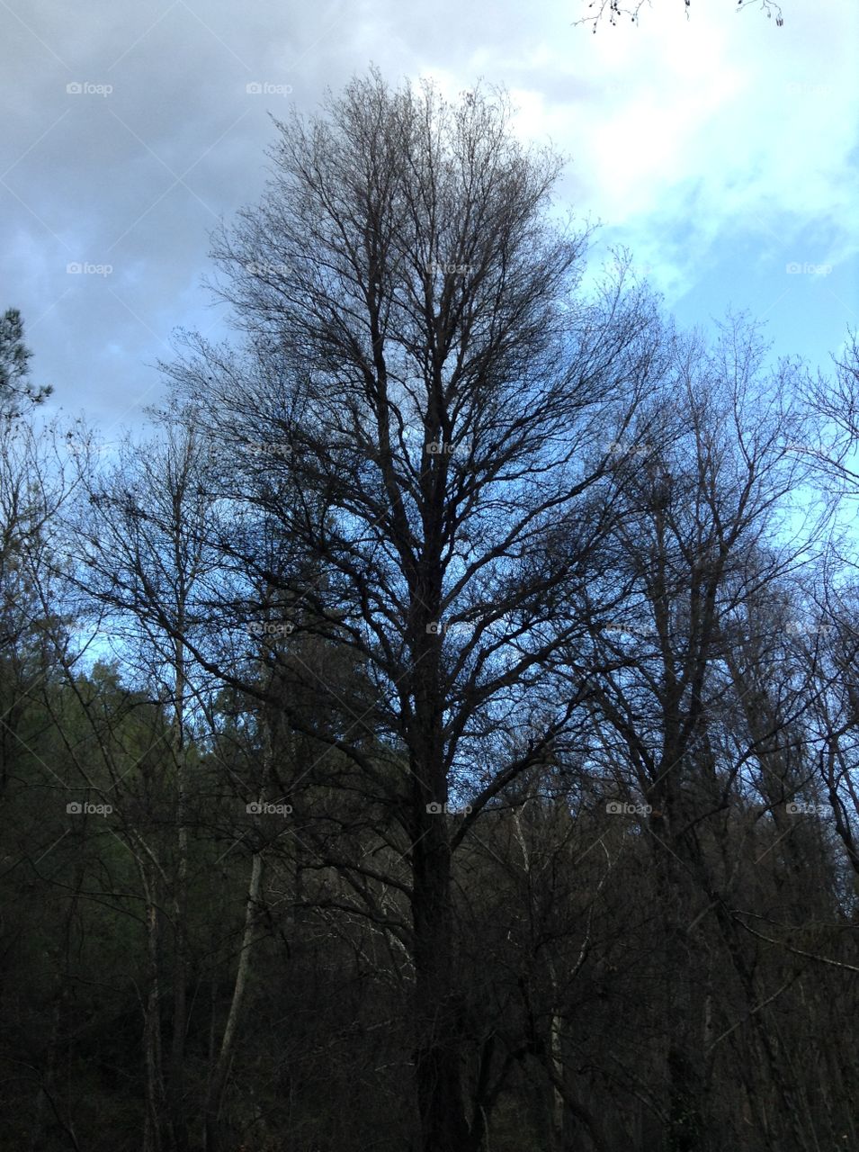 Winter Trees