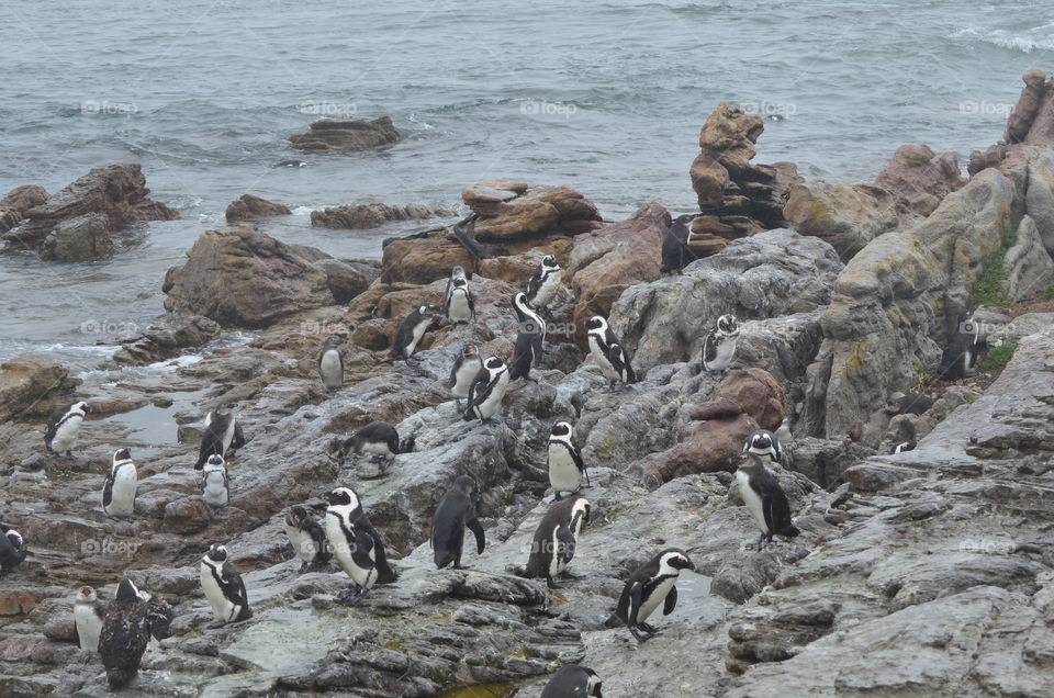 African penguins in South Africa