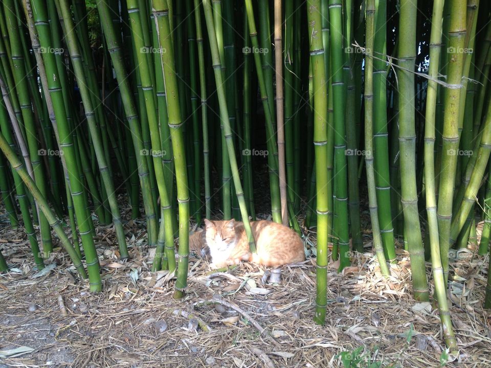 Leaf, No Person, Nature, Bamboo, Flora