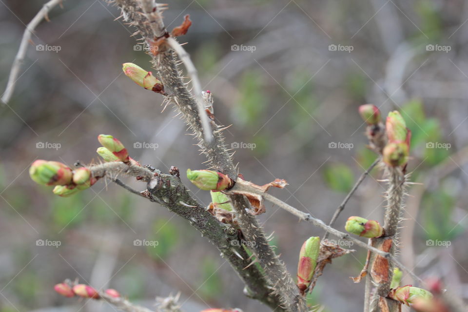 Spring sign