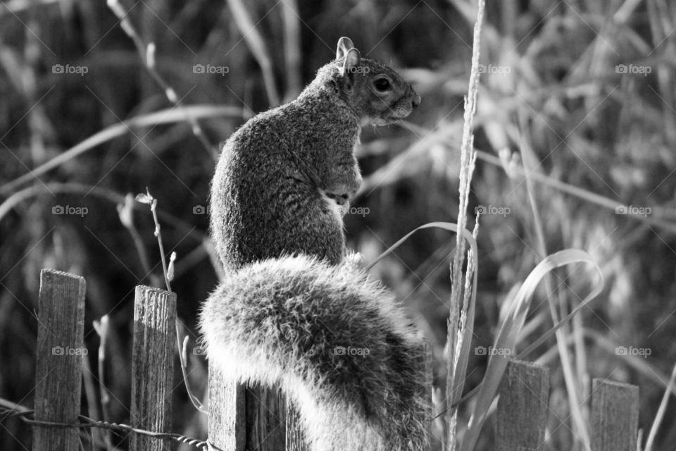 A fluffy grey squirrel sits atop a fence amidst the tall grasses on an Atlantic City Beach.