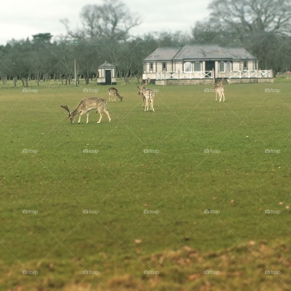 Phoenix Park, Dublin