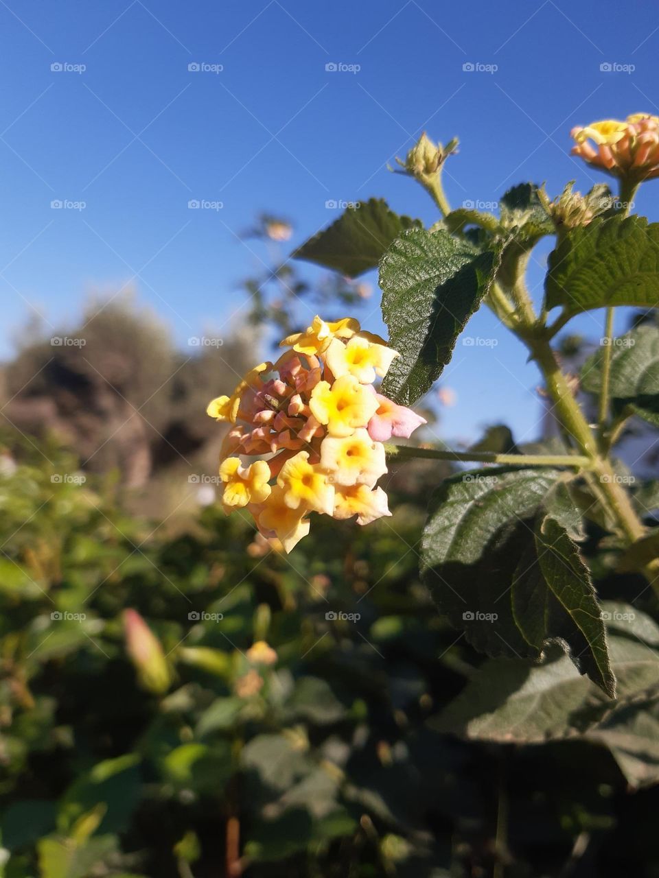 A yellow flower can be described as having vibrant, bright petals that exude warmth and cheerfulness. The petals are often soft and delicate, arranged in a symmetrical or spiral pattern around a central point. The color ranges from pale