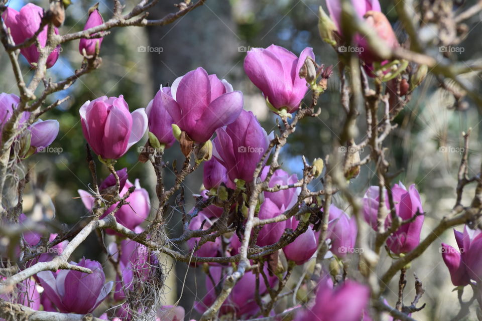 Maclay Gardens Beauty 