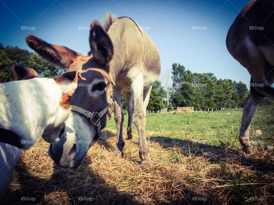 Dog and donkey