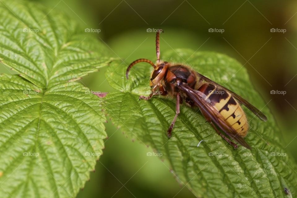 Giant Hornet On Leav