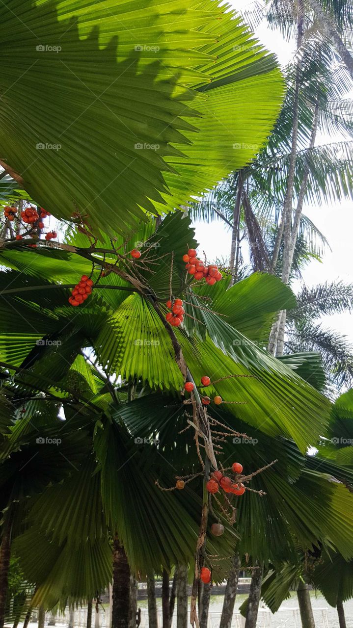 palm fruit