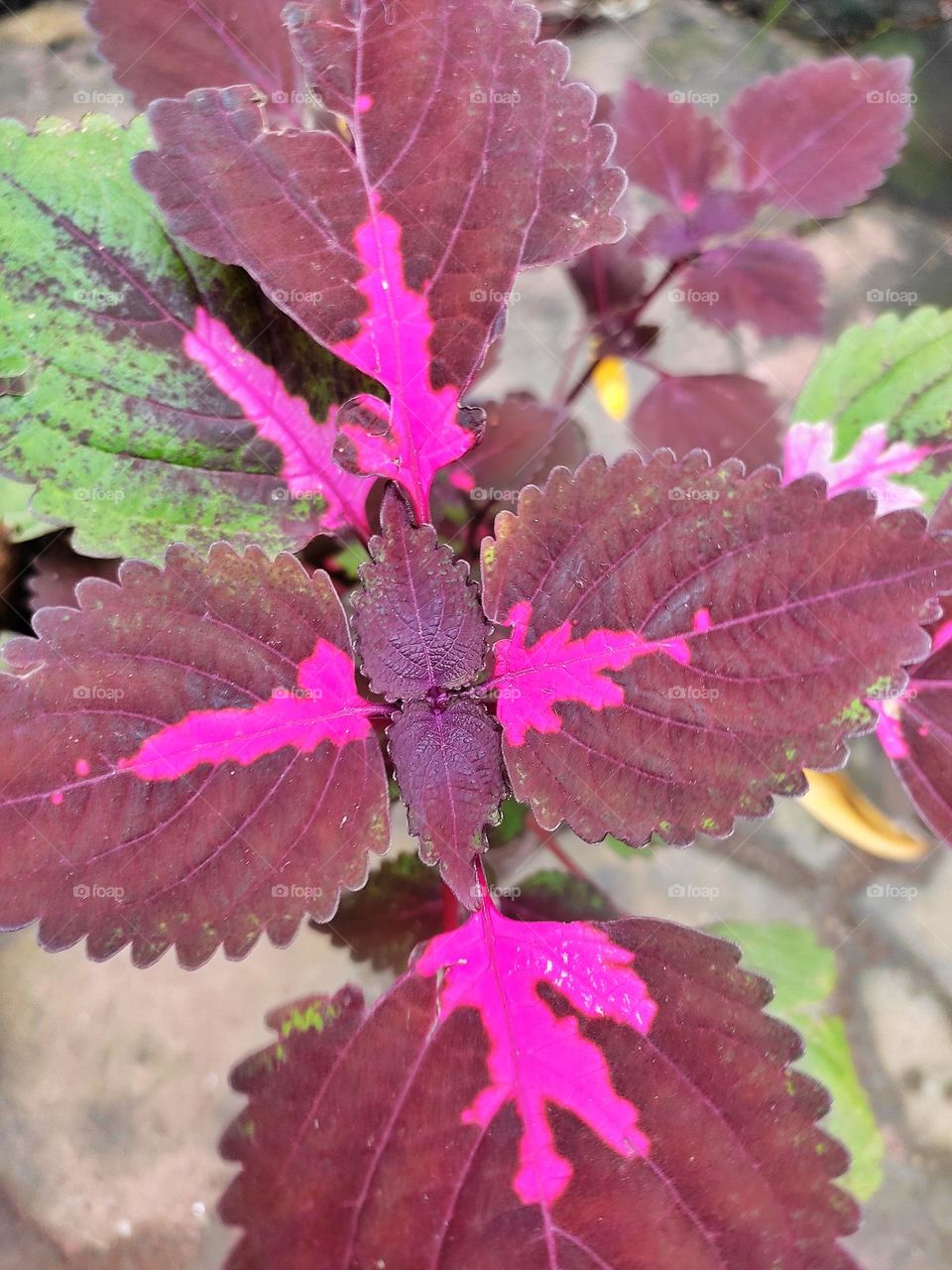 eye-catching magenta colour plant leaves looking beautiful.