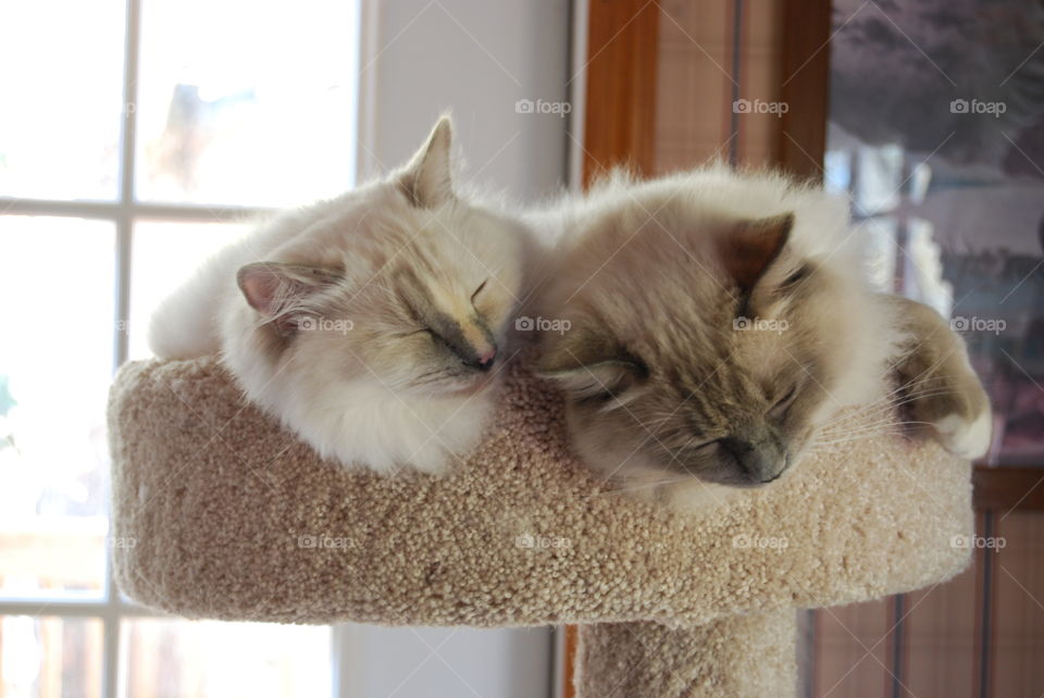 Ragdoll cats