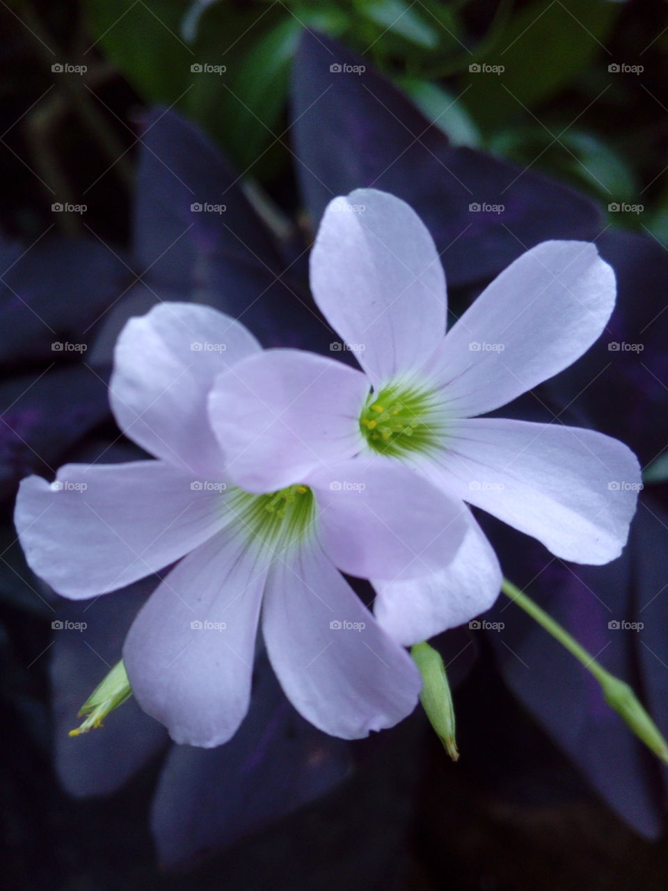 White Flowers