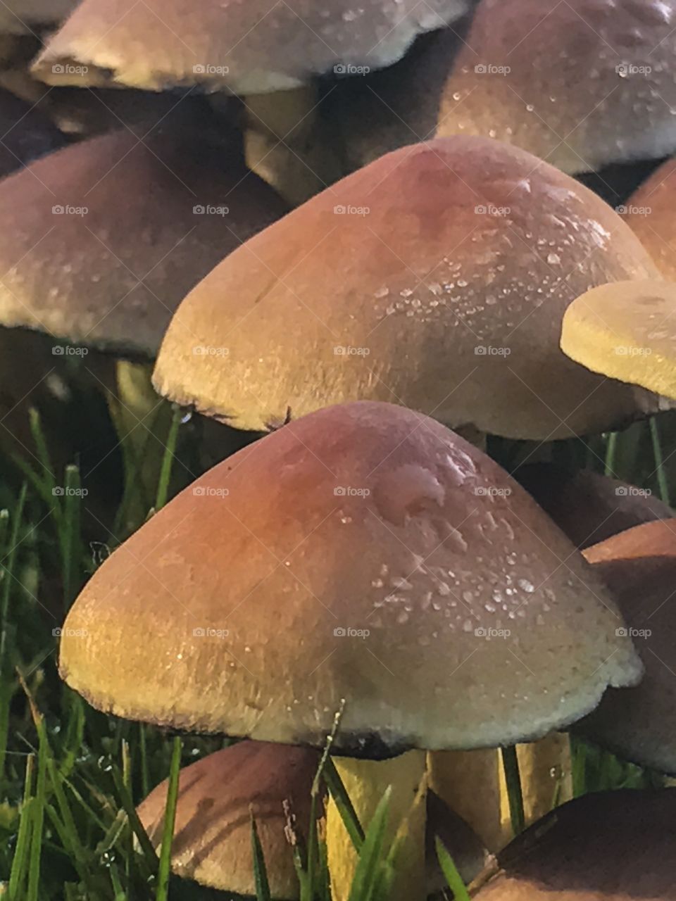 Brown mushrooms up close