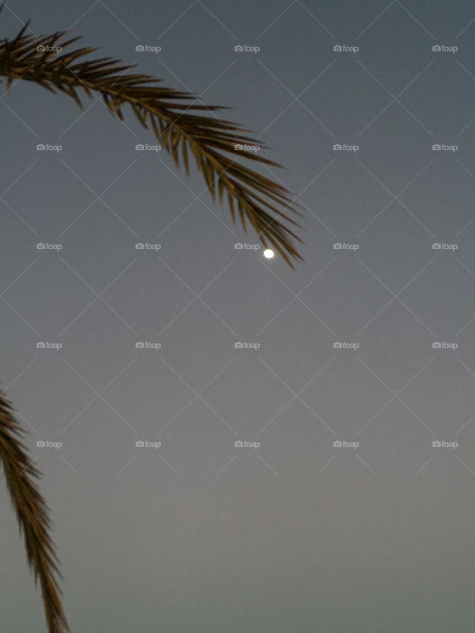 Beautiful moon behind a palm tree 