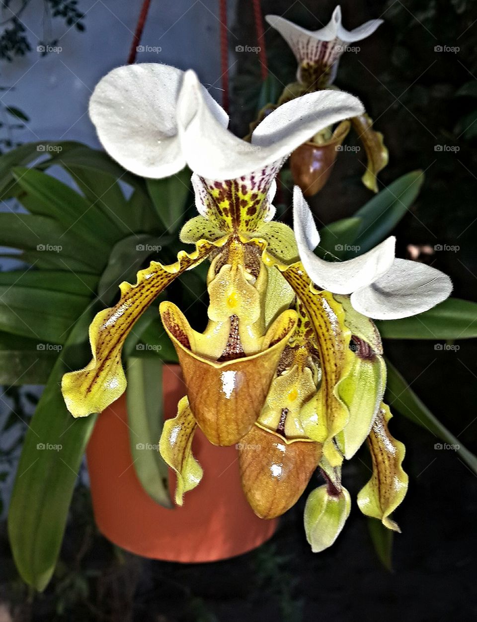 paphiopedilum