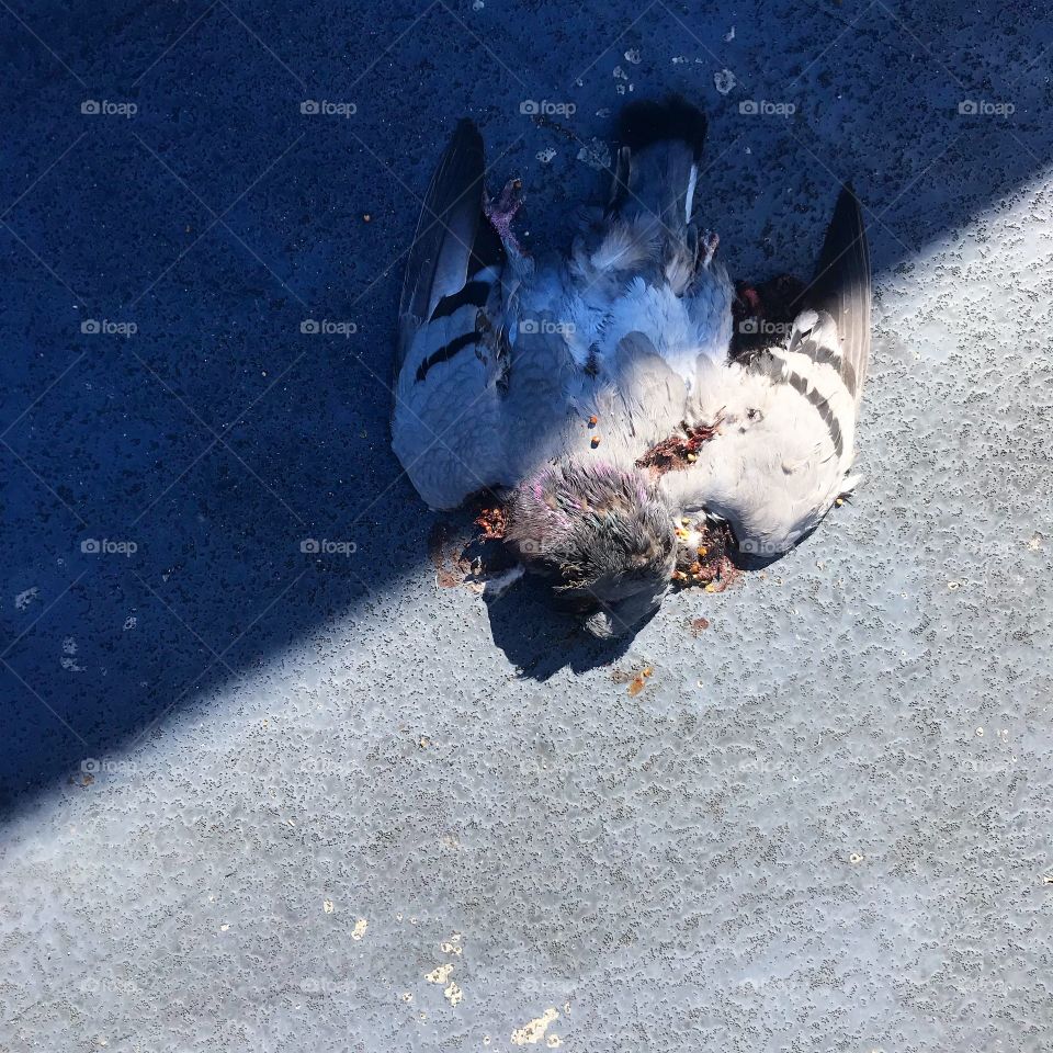 still life photography, everyday walks in Los Angeles. Pigeon falling, spring/summer