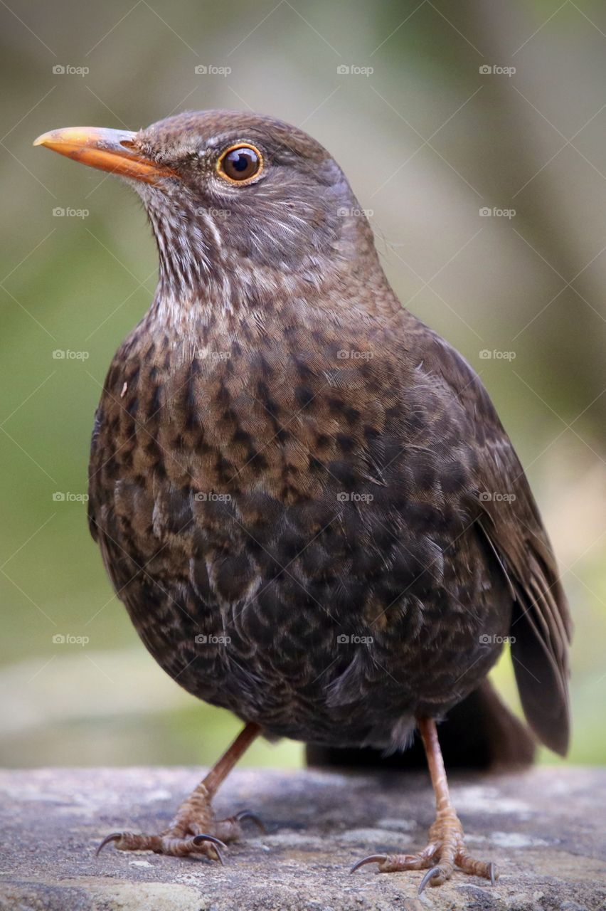 Blackbird (my 2000 photo in that app ;))