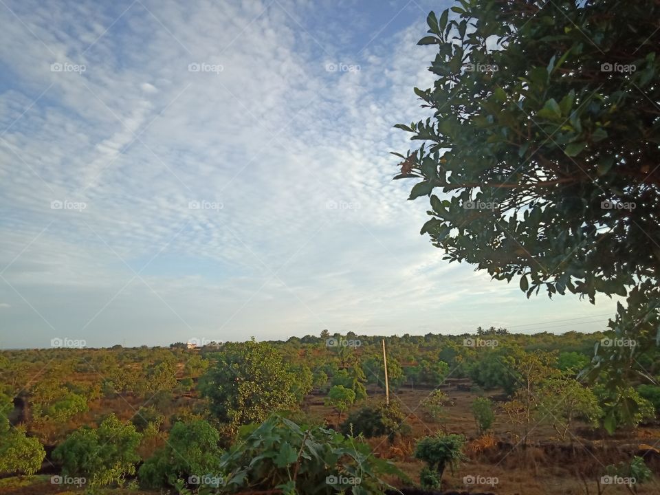 Land , Tree and  Sky