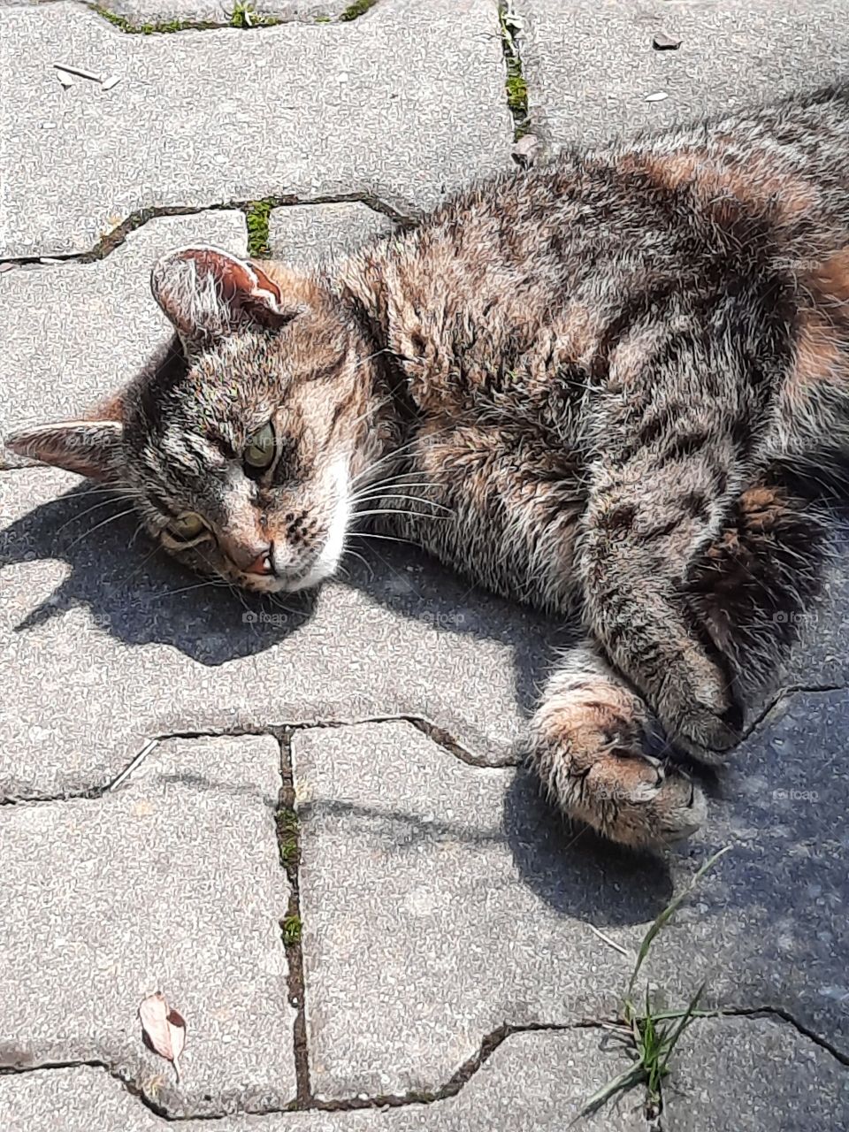 short shadow of cat's head at midday