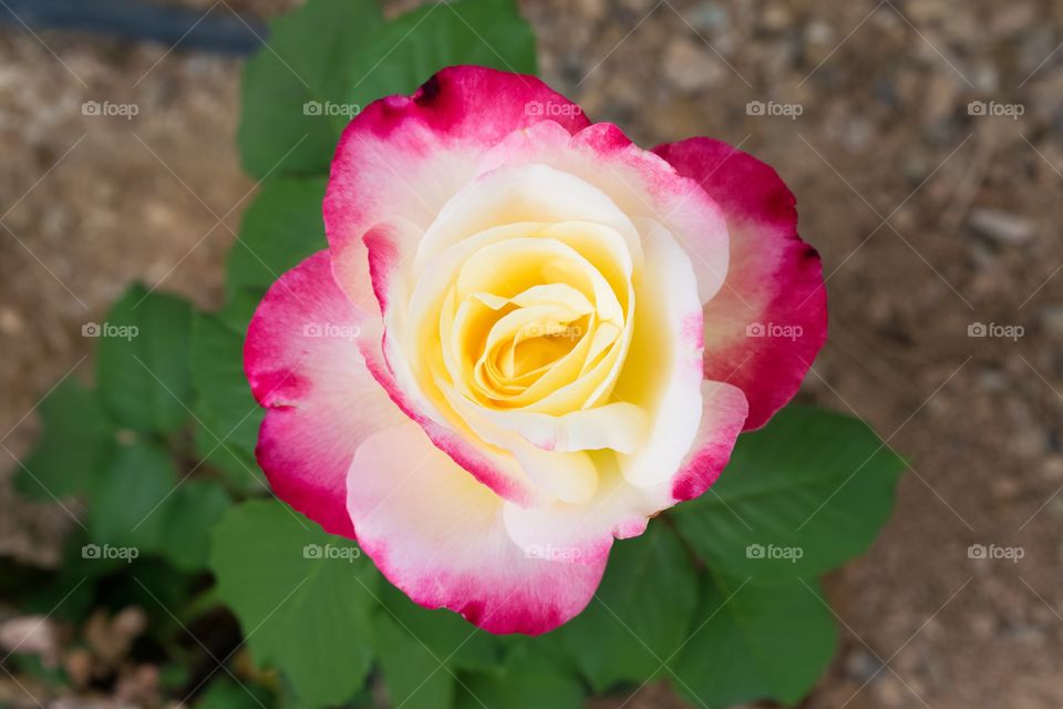 Pink and yellow rose